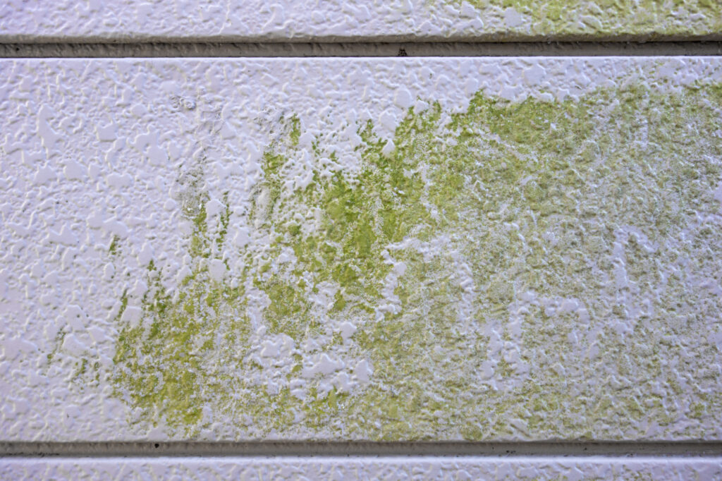 外壁のカビ・コケQ&A